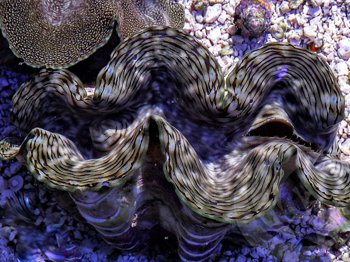 Zebra Cultured Squamosa Clam