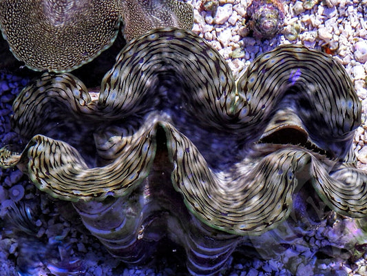 Zebra Cultured Squamosa Clam