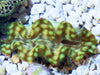 Cultured Squamosa Clam