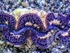 Blue Purple Gold Maxima Clam