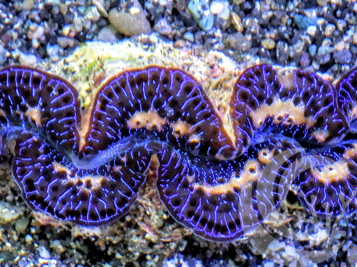 Blue Purple Gold Maxima Clam