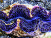 Blue Purple Maxima Clam