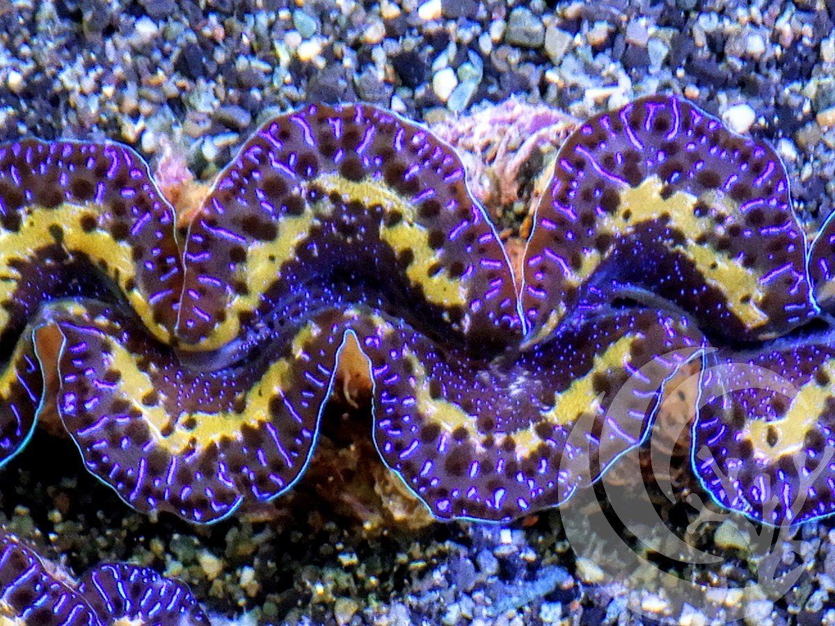 Blue Purple Gold Maxima Clam
