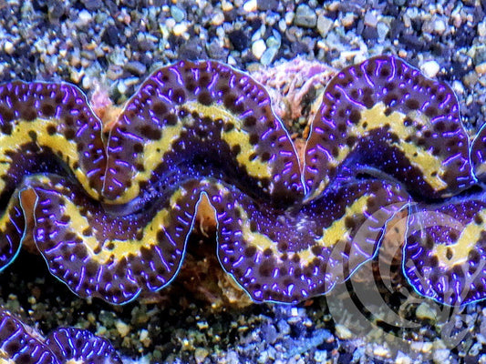 Blue Purple Gold Maxima Clam