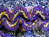 Blue Purple Gold Maxima Clam