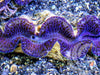 Blue Purple Maxima Clam