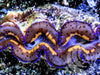 Blue Purple Gold Maxima Clam