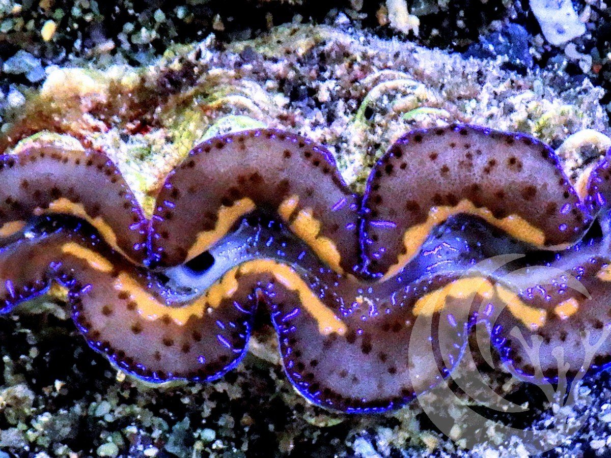 Blue Purple Gold Maxima Clam