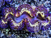 Blue Purple Gold Maxima Clam