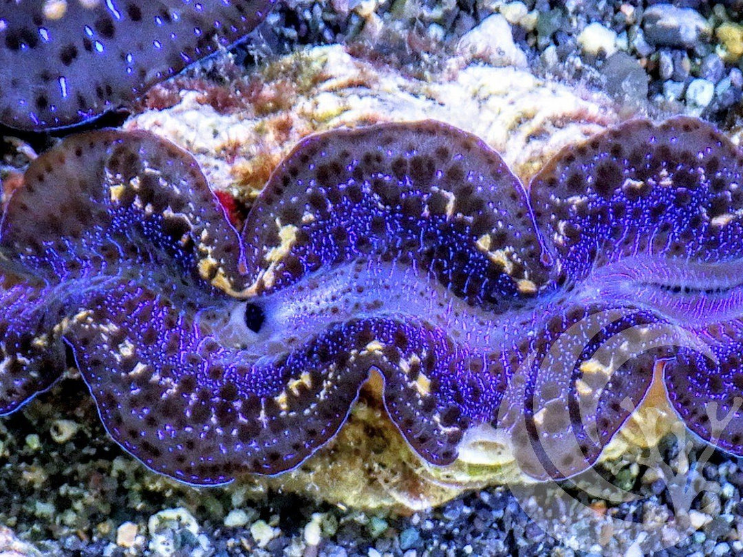 Blue Purple Gold Maxima Clam