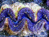 Blue Purple Gold Maxima Clam