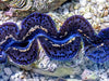 Blue Ribbon Maxima Clam