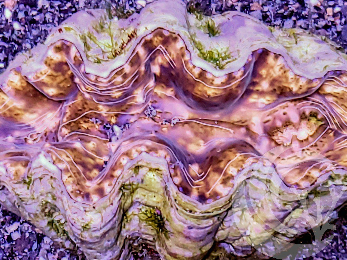 Hippopus Clam
