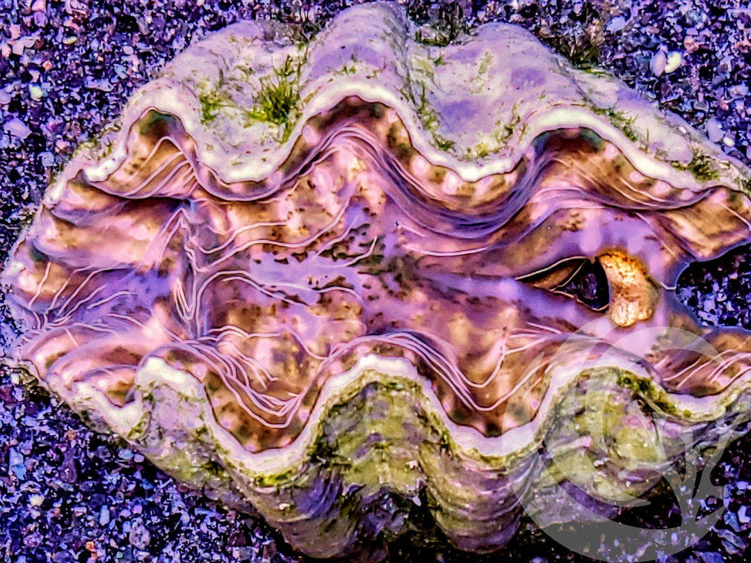 Hippopus Clam