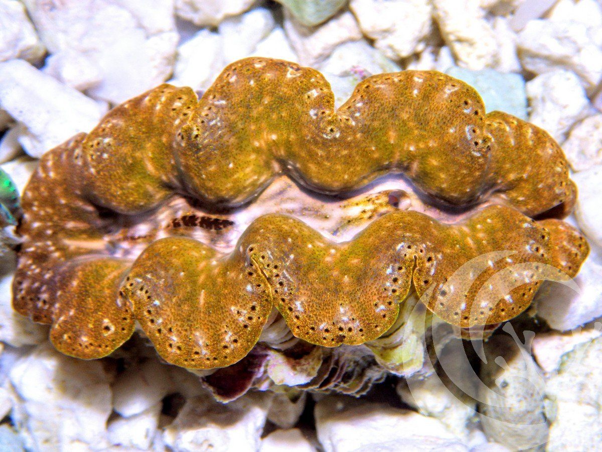 Unusual Gold Crocea Clam