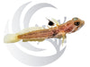 Yasha Goby Captive Bred