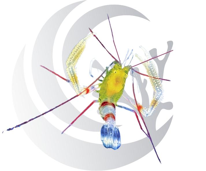 Yellow Coral Banded Shrimp